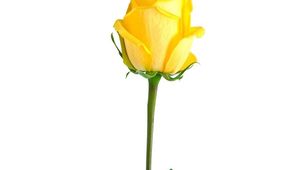 Tartalom borítóképe