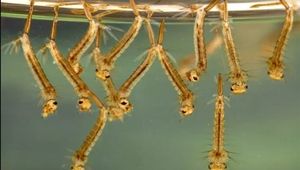 Tartalom borítóképe